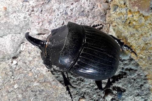 Réf. 320 085 : Copris hispanus